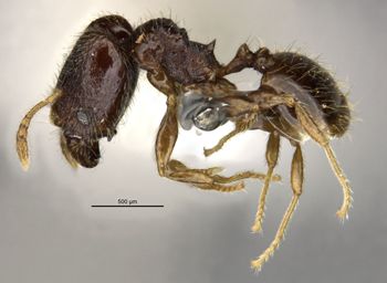 Media type: image;   Entomology 34387 Aspect: habitus lateral